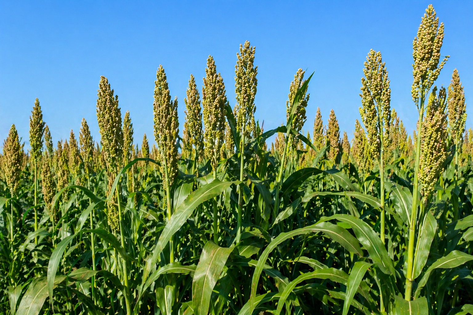 Суданка - image 2